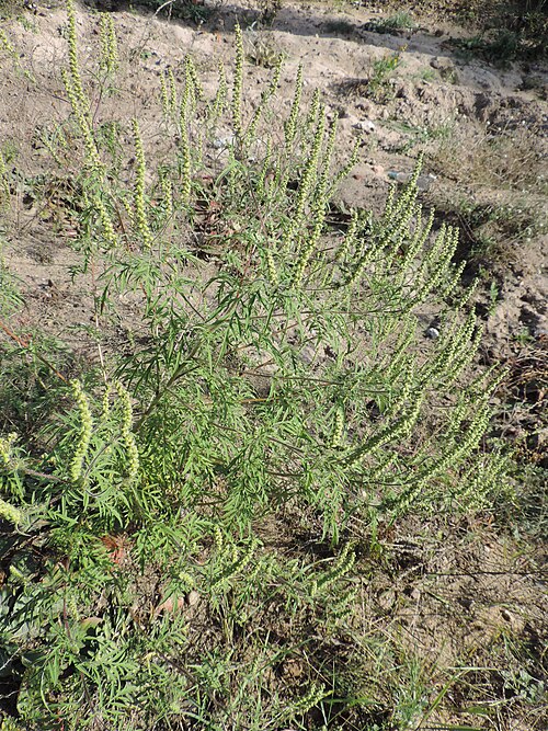 Annual Ragweed