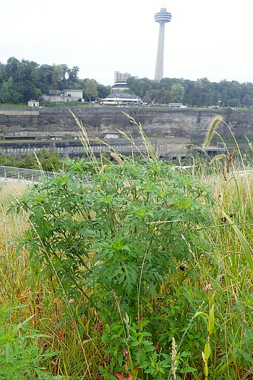 Annual Ragweed