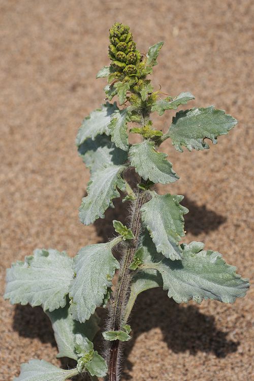 Silver Bur Ragweed