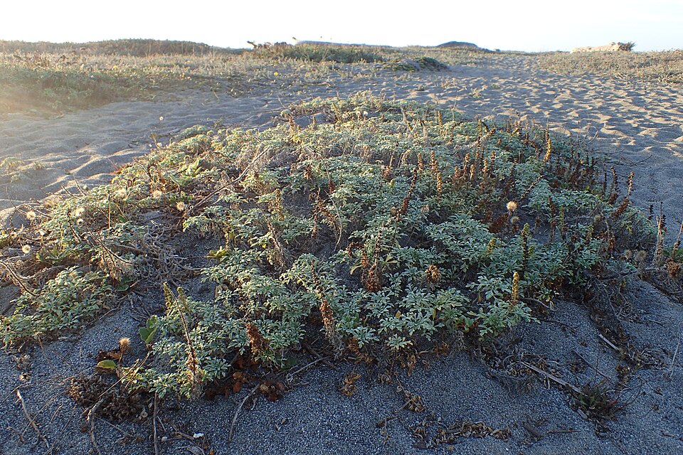 Silver Bur Ragweed