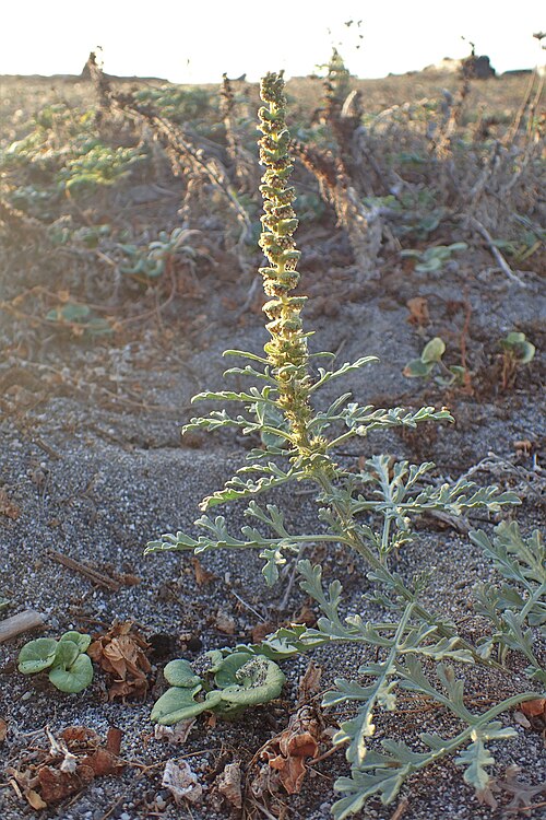 Silver Bur Ragweed