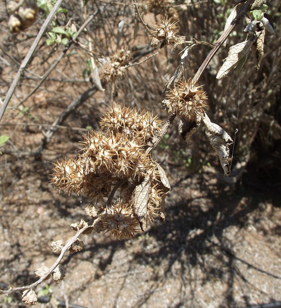 San Diego Bur Ragweed