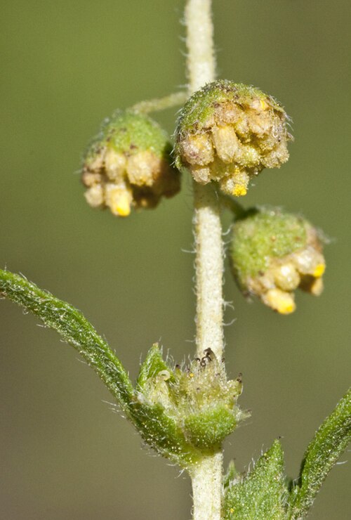 Weakleaf Bur Ragweed