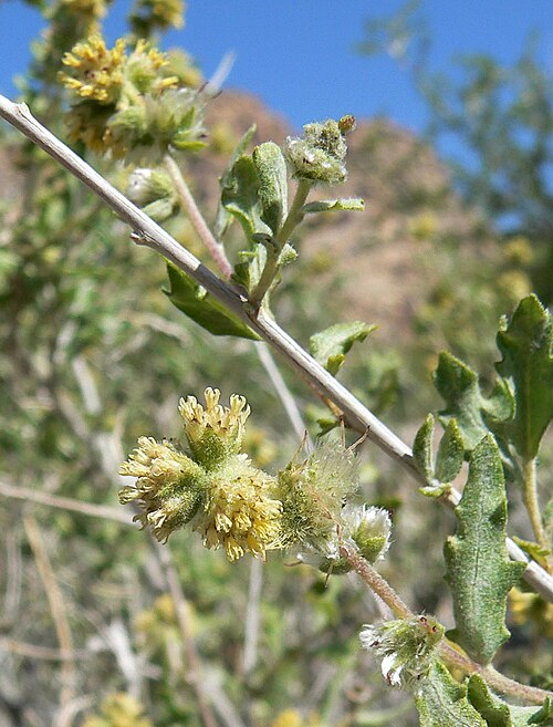 Woolly Fruit Bur Ragweed