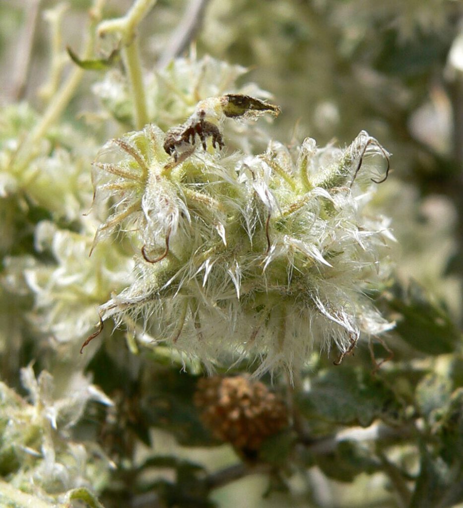 Woolly Fruit Bur Ragweed