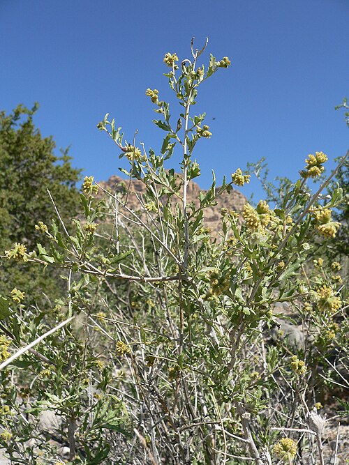 Woolly Fruit Bur Ragweed