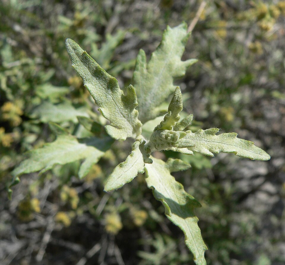 Woolly Fruit Bur Ragweed