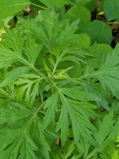 Coastal Ragweed