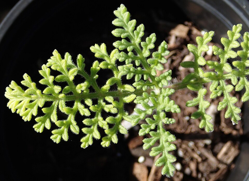 Coastal Ragweed