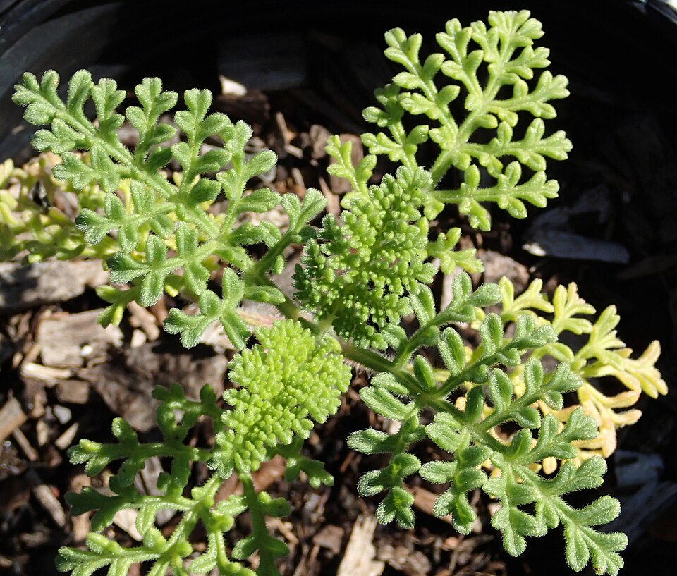 Coastal Ragweed