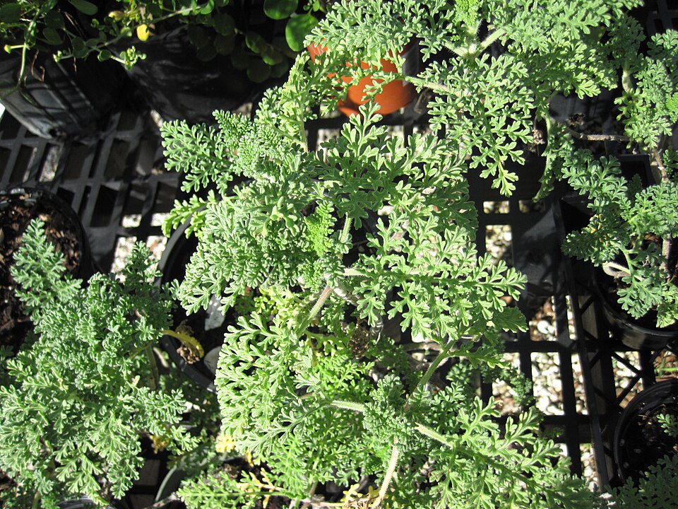 Coastal Ragweed
