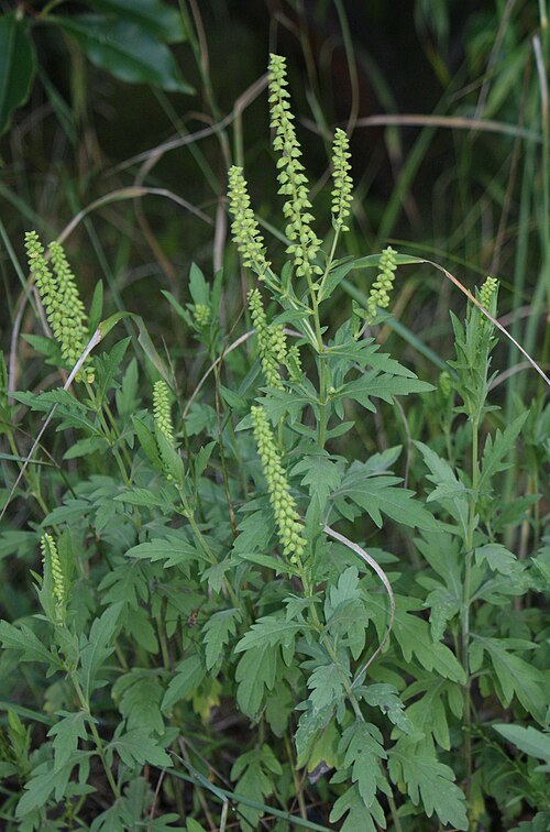 Cuman Ragweed