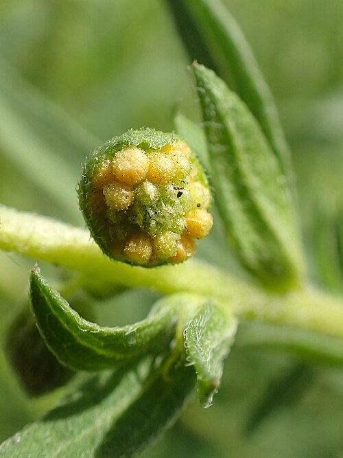 Cuman Ragweed
