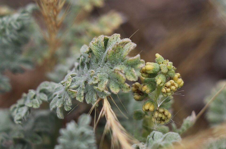 Dwarf Bur Ragweed