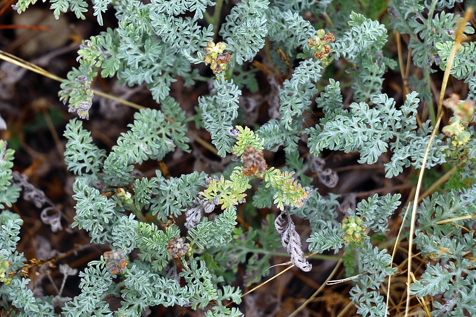 Dwarf Bur Ragweed