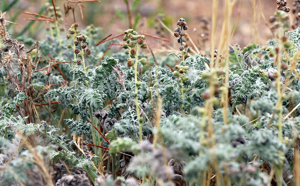 Dwarf Bur Ragweed
