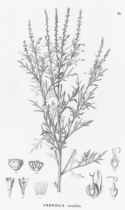 Slimleaf Bur Ragweed