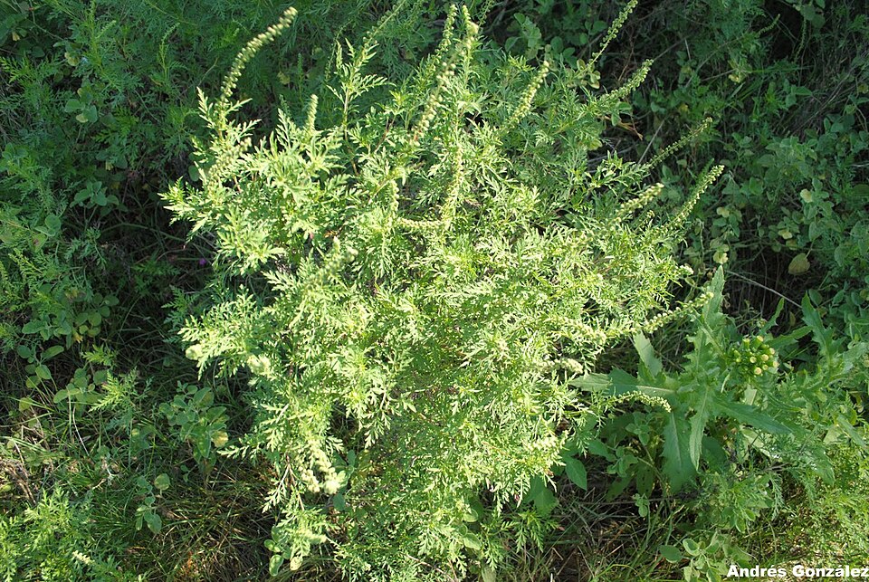 Slimleaf Bur Ragweed