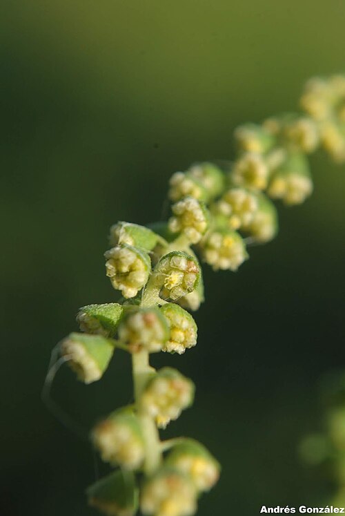 Slimleaf Bur Ragweed