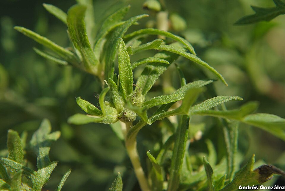 Slimleaf Bur Ragweed