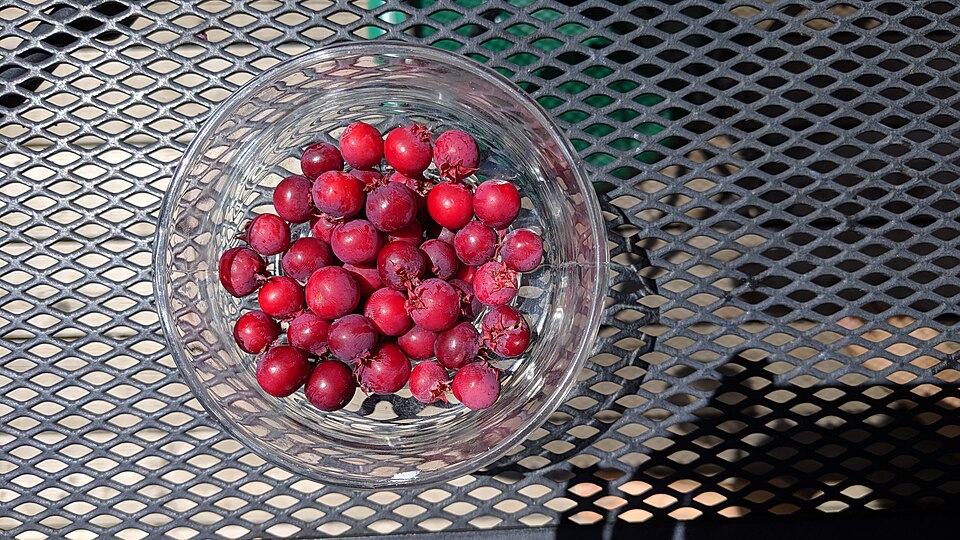 Serviceberry