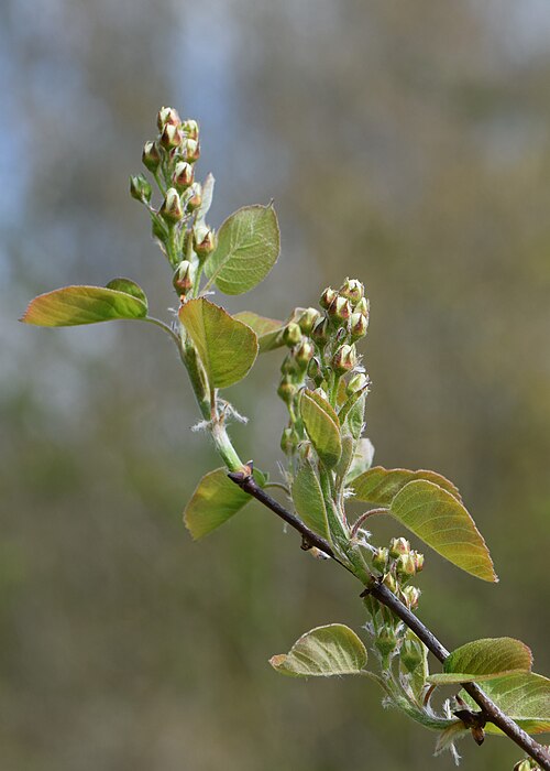 Saskatoon Serviceberry