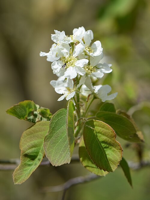 Saskatoon Serviceberry