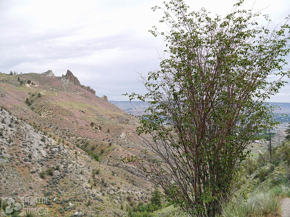 Saskatoon Serviceberry