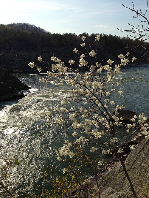 Common Serviceberry