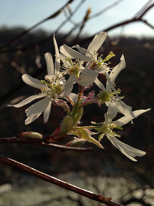 Common Serviceberry