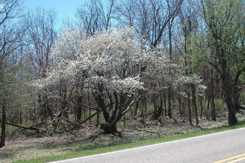 Common Serviceberry