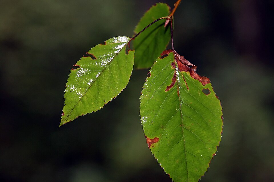 Common Serviceberry