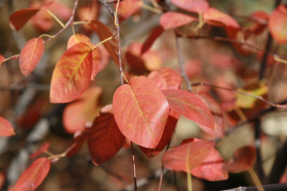 Canadian Serviceberry