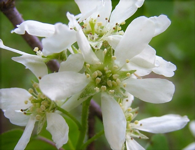 Canadian Serviceberry