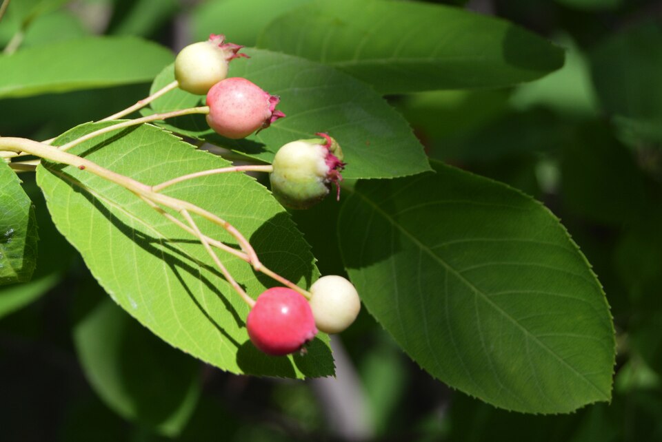 Canadian Serviceberry