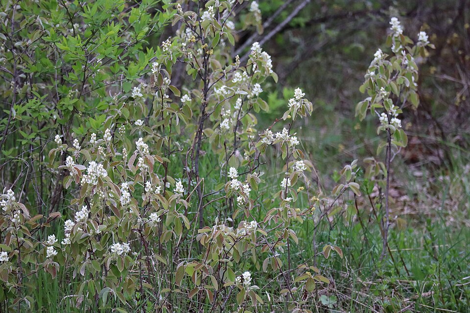 Low Serviceberry