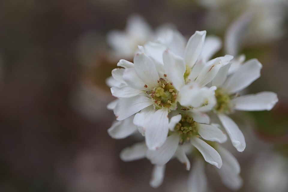 Low Serviceberry