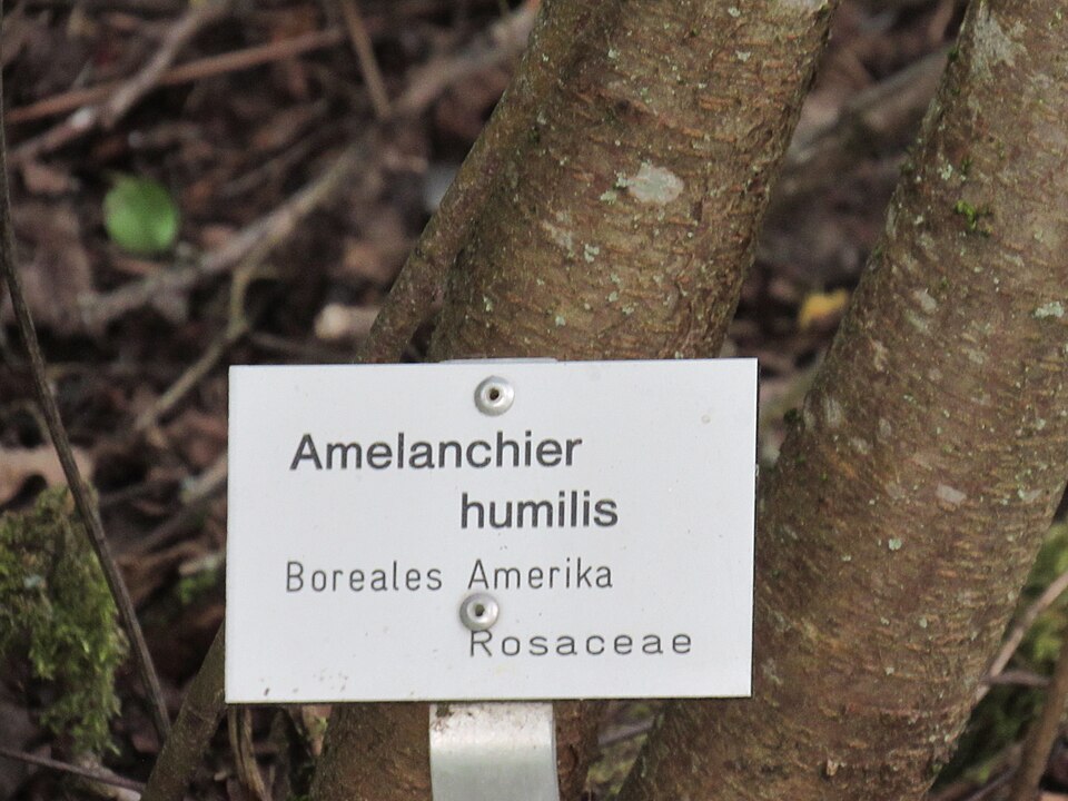 Low Serviceberry