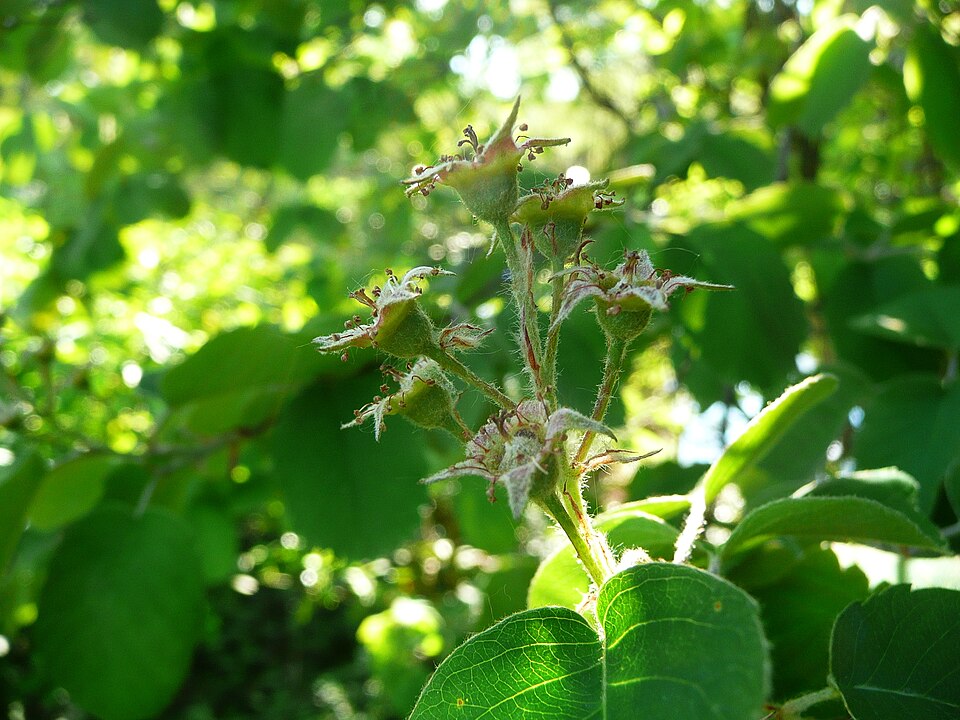 Inland Serviceberry