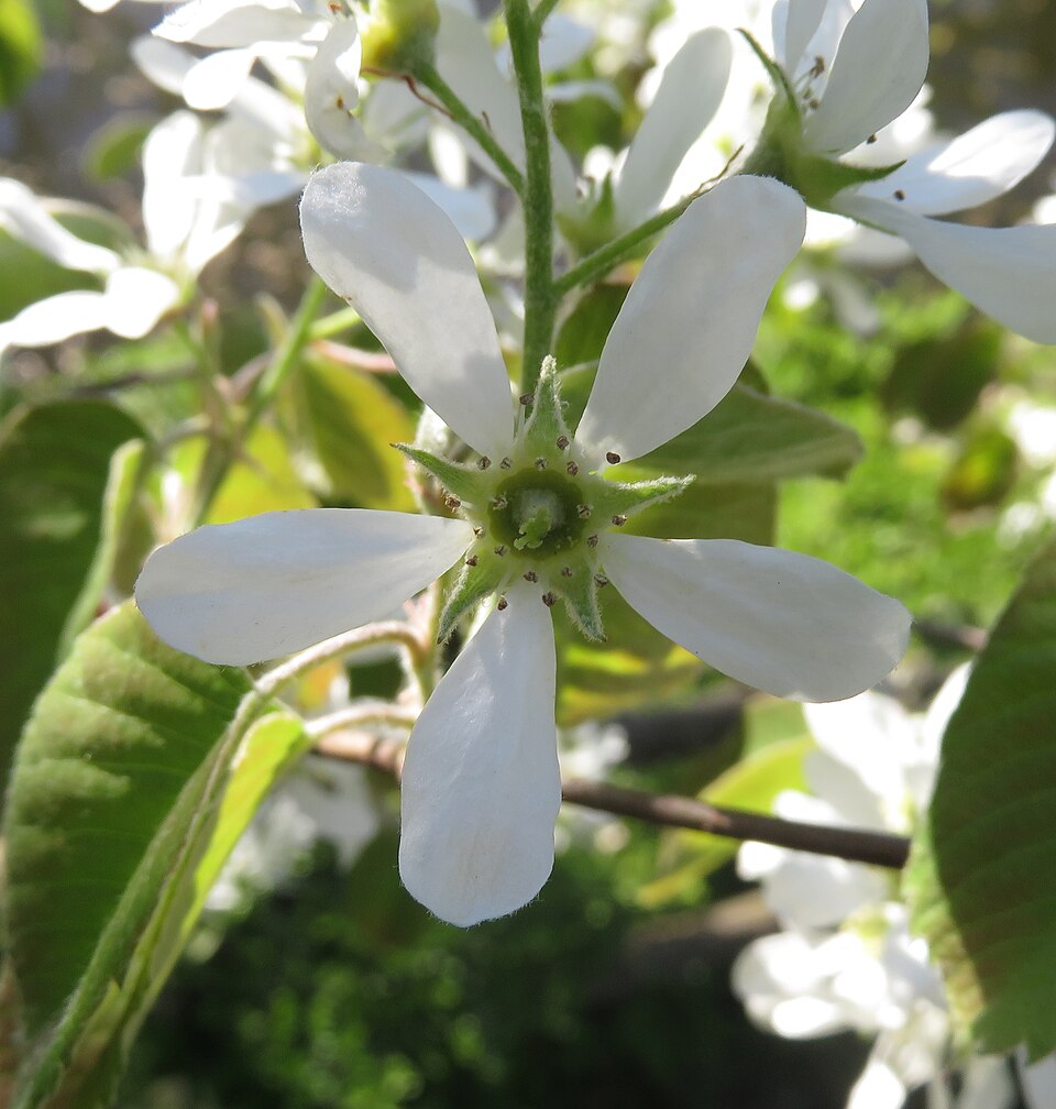 Inland Serviceberry