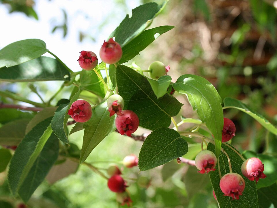 Allegheny Serviceberry