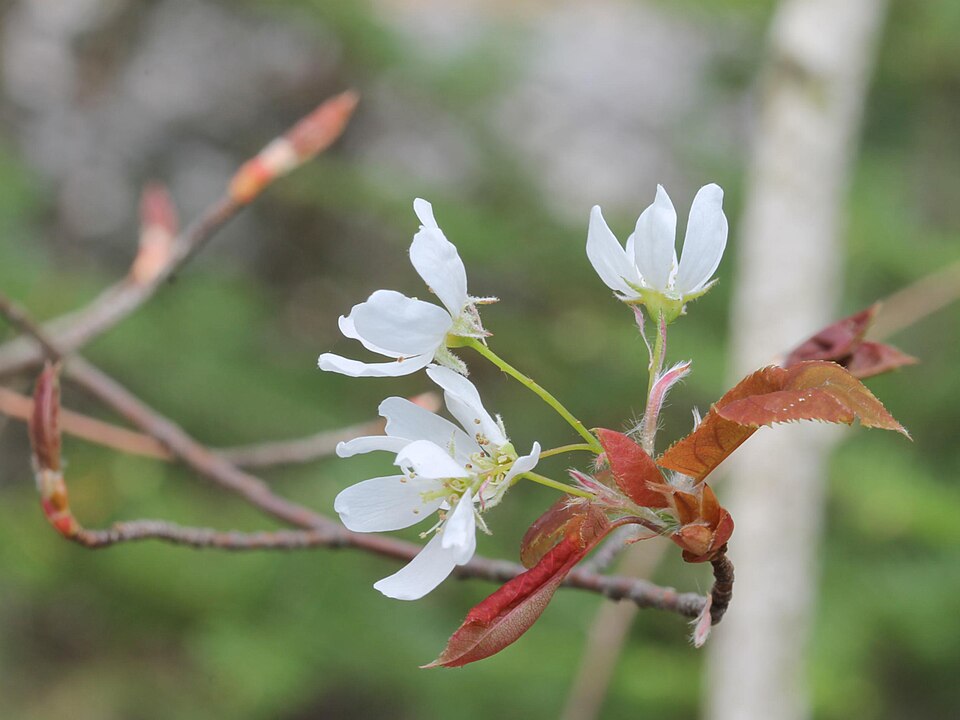 Allegheny Serviceberry