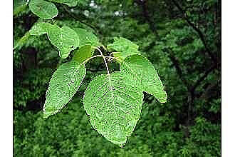 Allegheny Serviceberry