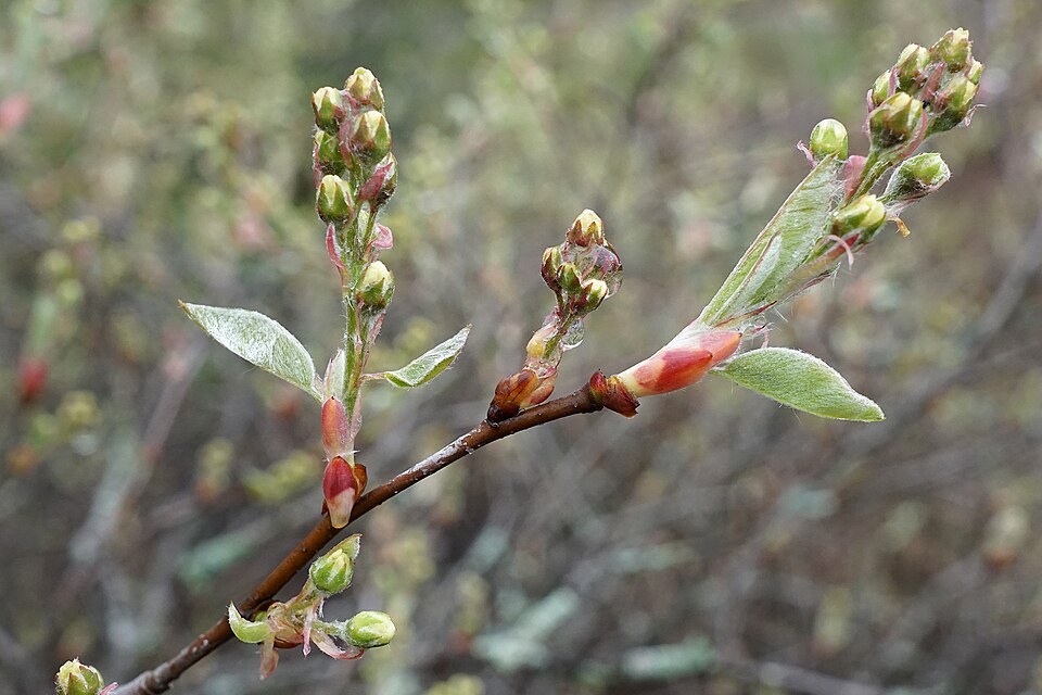 Nantucket Serviceberry