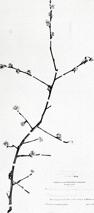 Coastal Serviceberry