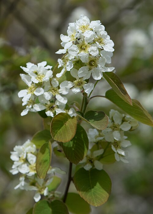 Dwarf Serviceberry