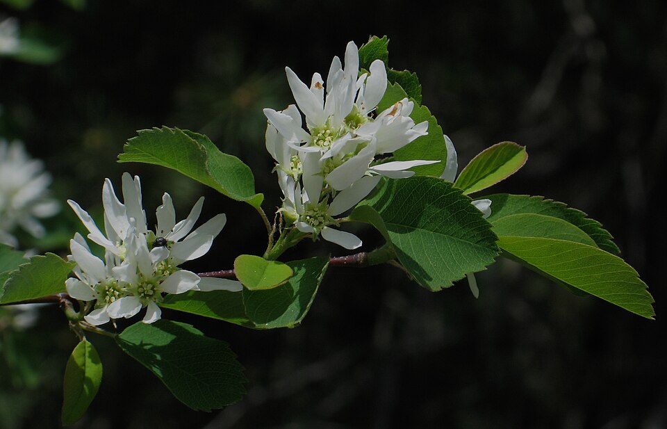 Dwarf Serviceberry