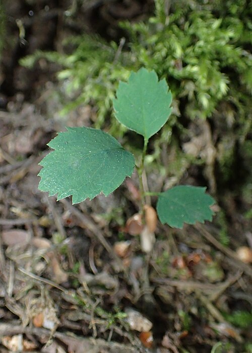 Running Serviceberry