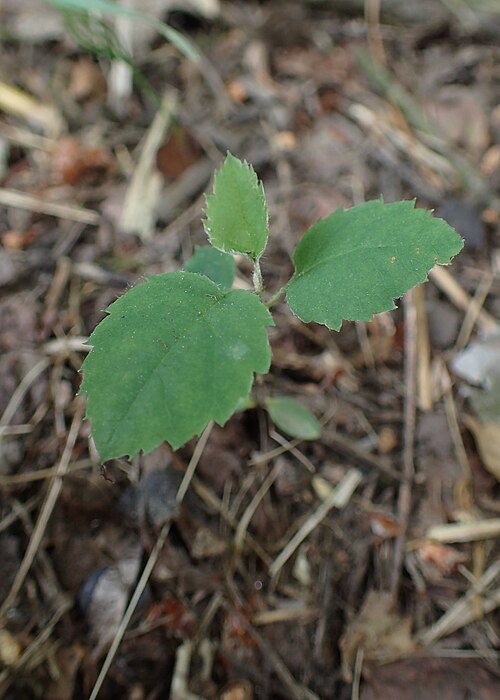 Running Serviceberry