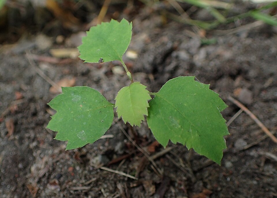 Running Serviceberry